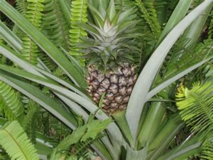 Ananas Ağacı: Özellikleri ve Yetiştiriciliği