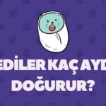 Köpek Kaç Aya Doğurur? Doğum Süreci ve Bakım