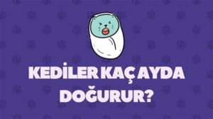 Köpek Kaç Aya Doğurur? Doğum Süreci ve Bakım
